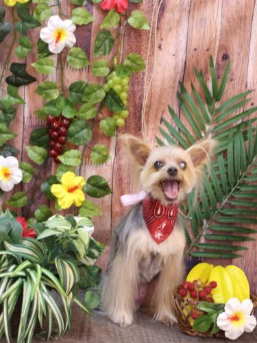 20230819ココちゃん